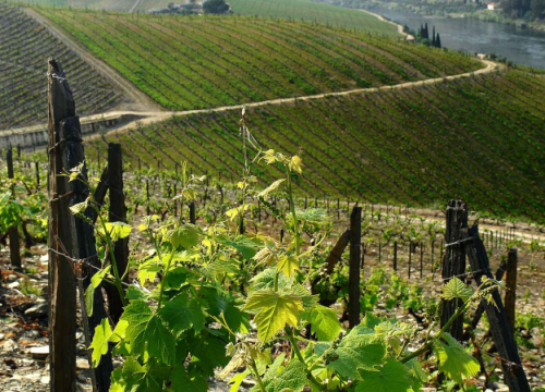 O VINHO… UMA PARTE DA&nbsp;HISTÓRIA!